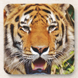 Tiger Coaster