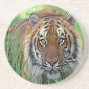 Tiger Coaster