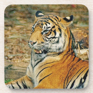 Tiger Coaster
