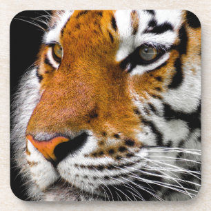 Tiger Coaster