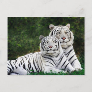 tiger couple postcard