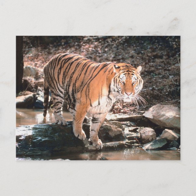 Tiger crossing stream postcard (Front)