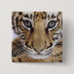 Tiger Cub 15 Cm Square Badge