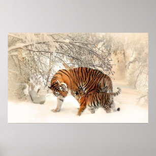 tiger cub and mother in snow poster