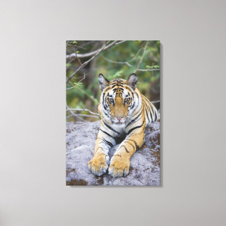 Tiger cub, Bandhavgarh National Park, India Canvas Print