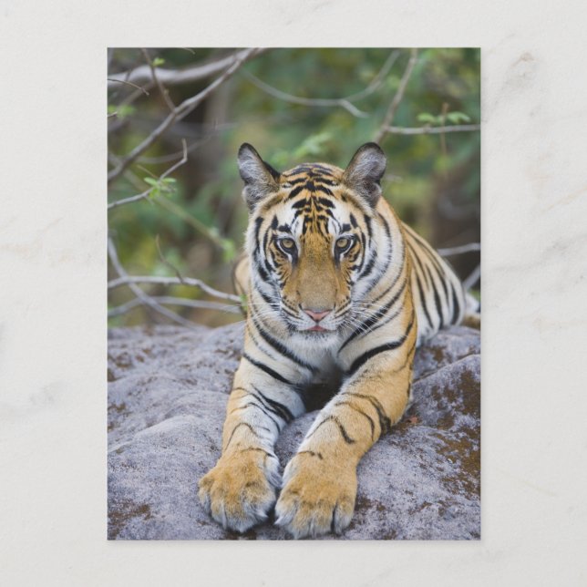 Tiger cub, Bandhavgarh National Park, India Postcard (Front)