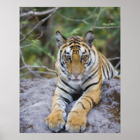Tiger cub, Bandhavgarh National Park, India