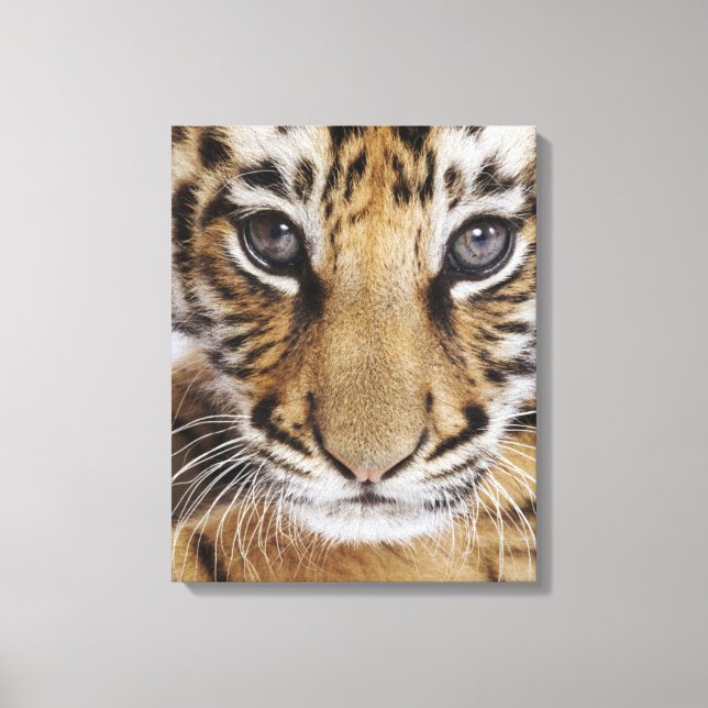 Tiger Cub Canvas Print (Front)