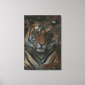 Tiger Cub Canvas Print