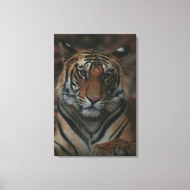 Tiger Cub Canvas Print (Front)