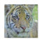 Tiger Cub Close Up Portrait