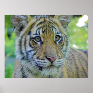 Tiger Cub Close Up Portrait Poster