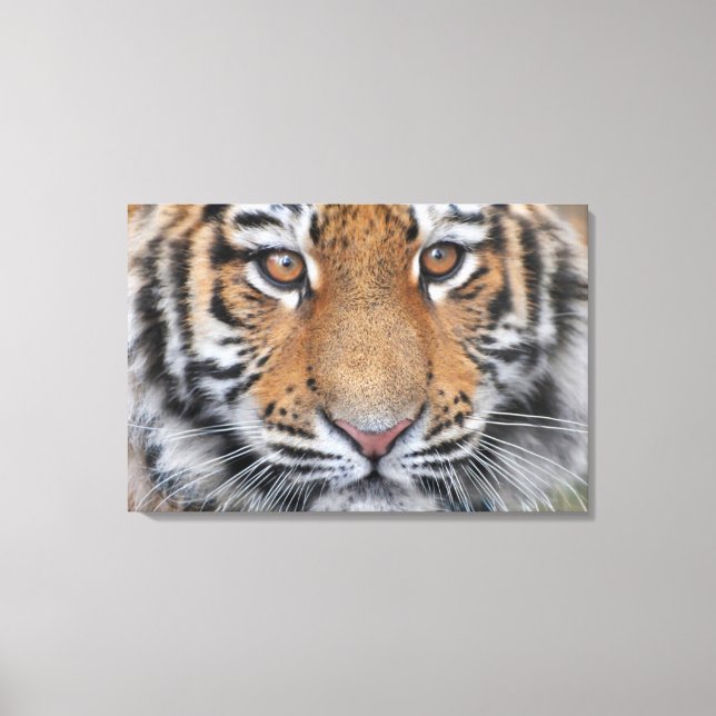 Tiger cub face canvas print (Front)