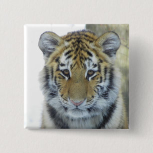 Tiger Cub In Snow Close Up Portrait 15 Cm Square Badge