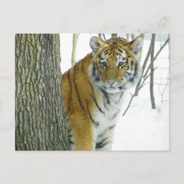 Tiger Cub In Snow Peeking Around Tree Postcard (Front)