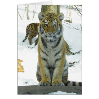 Tiger Cub In Snow Portrait