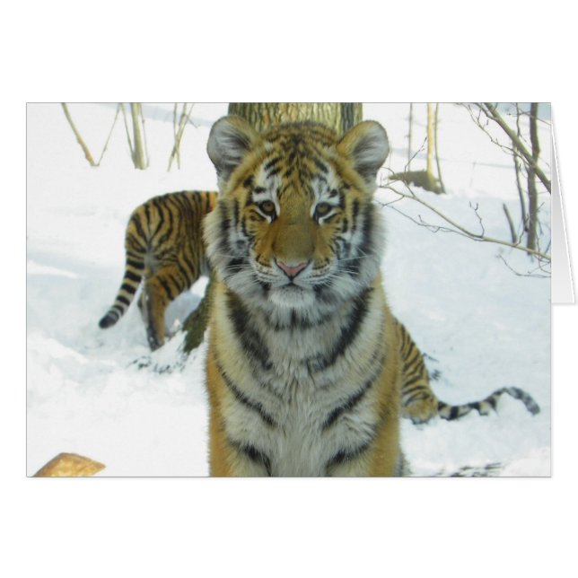 Tiger Cub In Snow Portrait (Front Horizontal)