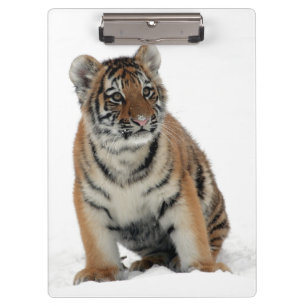 Tiger Cub in the Snow Photograph Clipboard