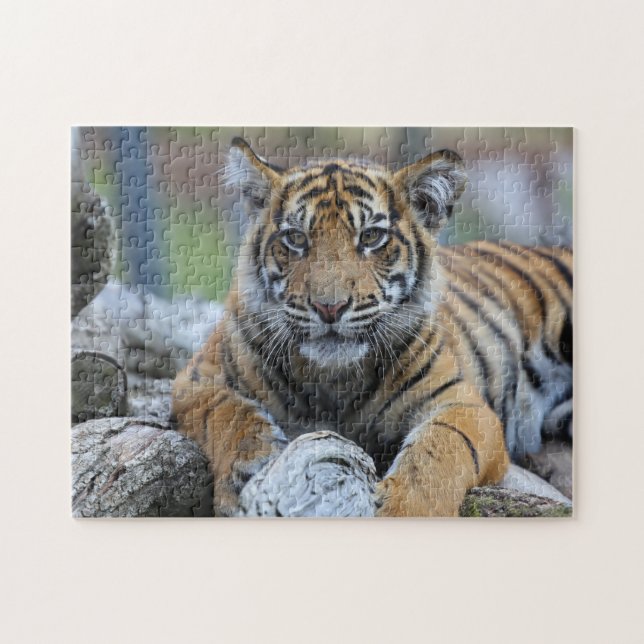 Tiger Cub Jigsaw Puzzle (Horizontal)