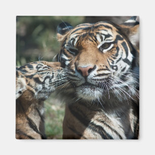 Tiger cub magnet