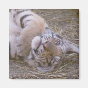 Tiger cub magnet