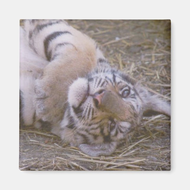 Tiger cub magnet (Front)