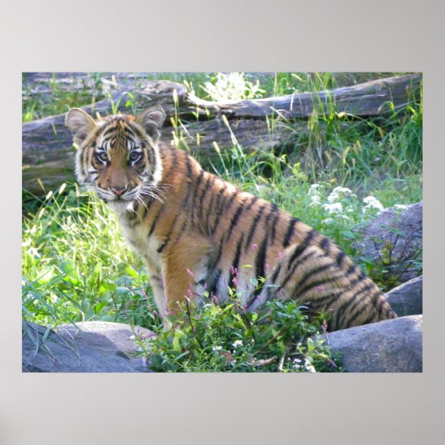 Tiger Cub Portrait 2 Poster (Front)