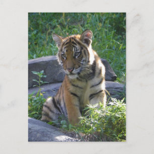 Tiger Cub Portrait Postcard