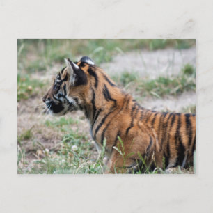 Tiger cub postcard