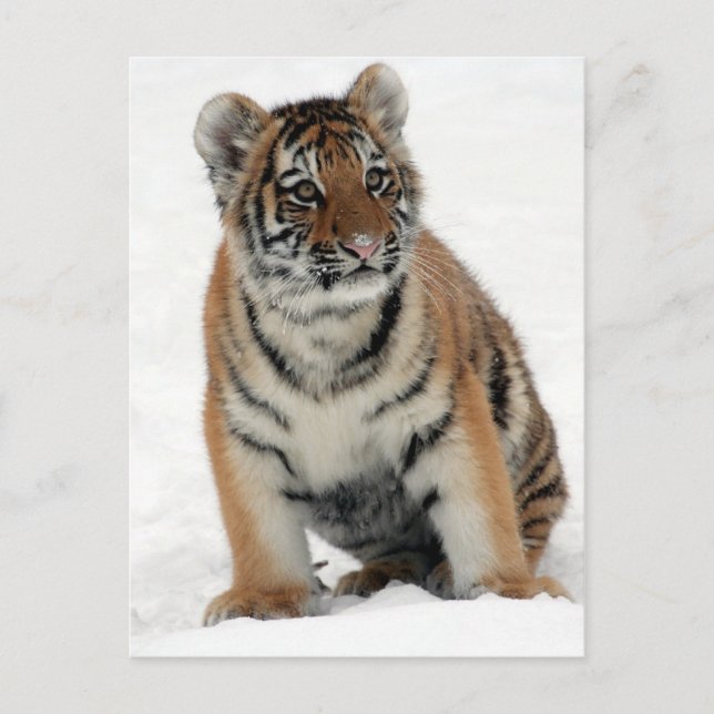 Tiger Cub Postcard (Front)