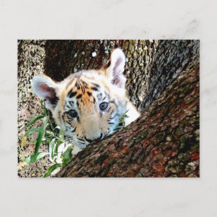 Tiger Cub Postcard