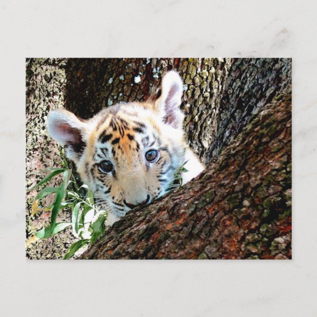 Tiger Cub Postcard (Front)