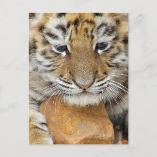 Tiger Cub Postcard