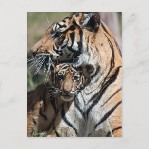 Tiger cub postcard