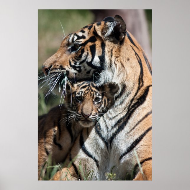 Tiger cub poster (Front)