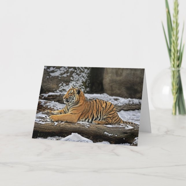 Tiger Cub Profile Holiday Card (Front)