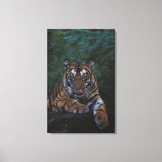 Tiger Cub Reclines on Rock Canvas Print