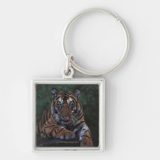 Tiger Cub Reclines on Rock Key Ring (Front)
