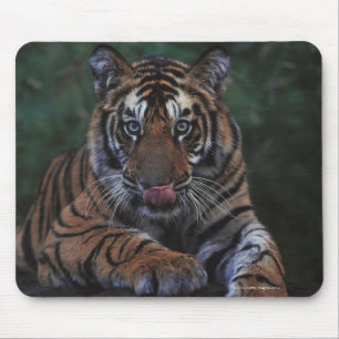 Tiger Cub Reclines on Rock Mouse Pad