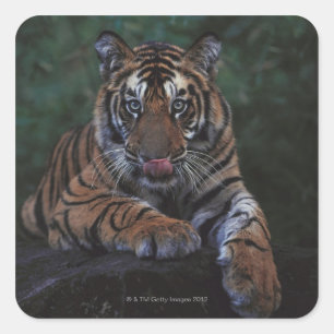 Tiger Cub Reclines on Rock Square Sticker