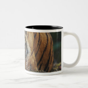Tiger Cub Sleeps on Rock Two-Tone Coffee Mug