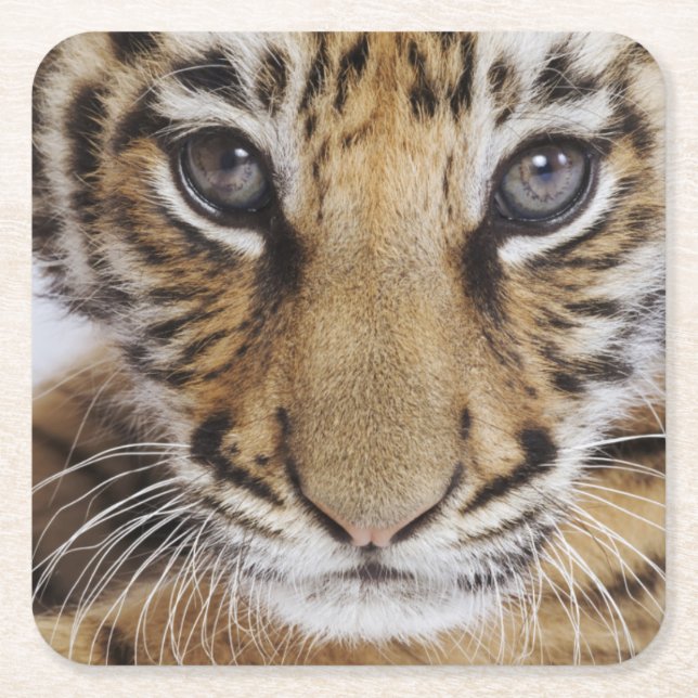 Tiger Cub Square Paper Coaster (Front)