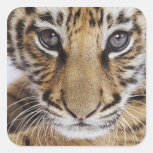 Tiger Cub Square Sticker