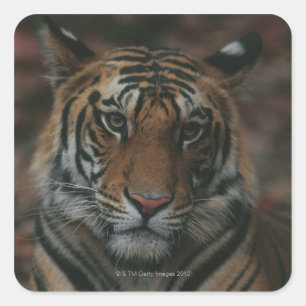 Tiger Cub Square Sticker