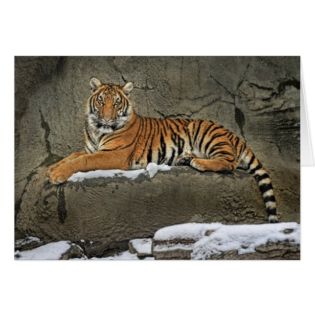 Tiger Cub Statuesque (Front Horizontal)
