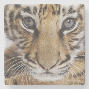 Tiger Cub Stone Coaster