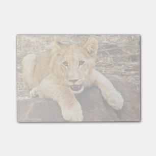 Tiger Cub Takes Breather On A Rock Post-it Notes