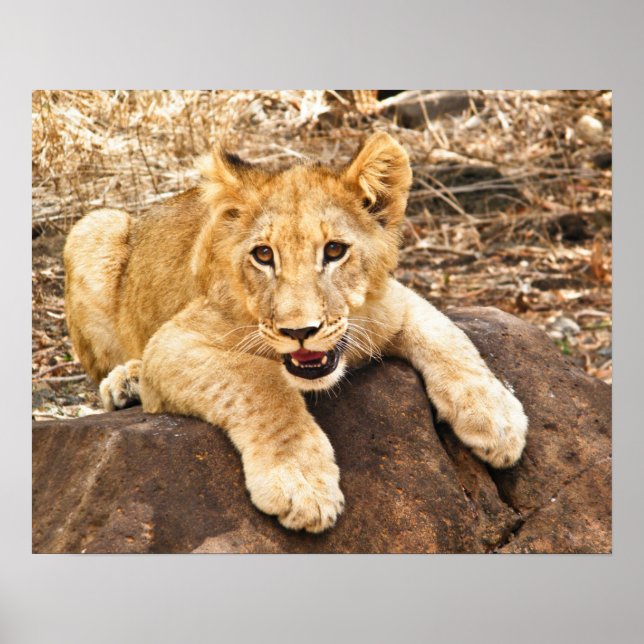 Tiger Cub Takes Breather On A Rock Poster (Front)