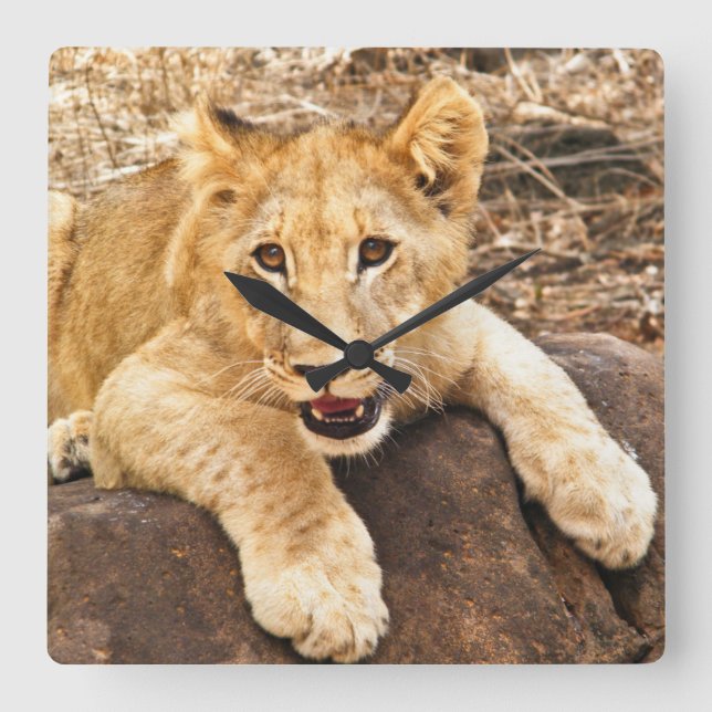 Tiger Cub Takes Breather On A Rock Square Wall Clock (Front)