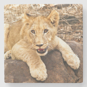 Tiger Cub Takes Breather On A Rock Stone Coaster